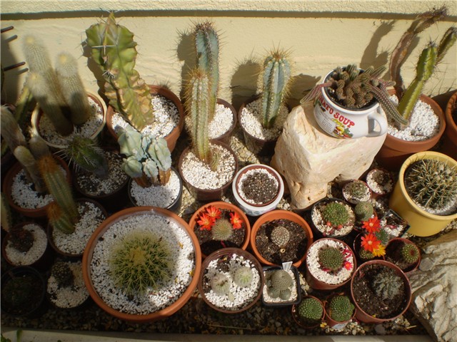 kaktus